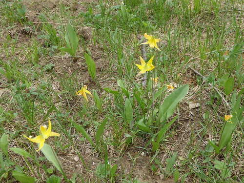 GDMBR: Yellow Columbine (not a good picture).